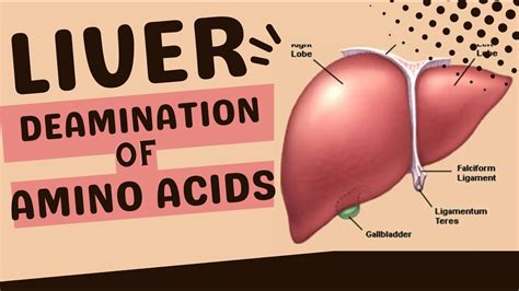 LIVER - DEAMINATION OF EXCESS AMINO ACIDS - YouTube