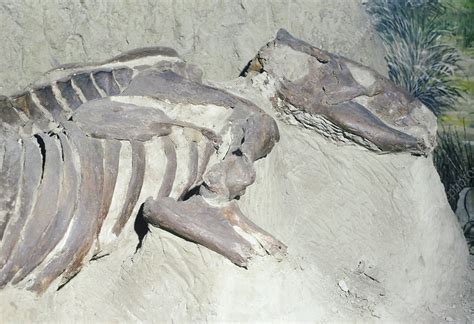 Giant Sloth Skeleton - Stock Image - E445/0257 - Science Photo Library