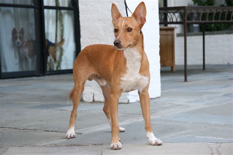 a brown and white dog standing on top of a stone floor next to a building