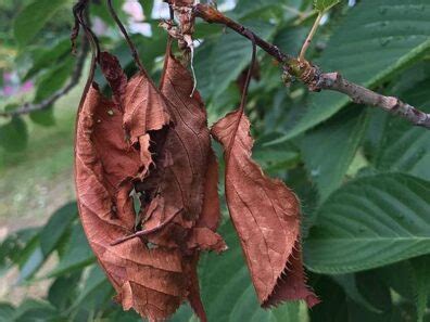 cherry tree diseases and pests - Totality Blogger Photographs