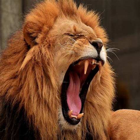 Lion Roar Sound - Apps on Google Play