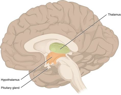 How Does the Endocrine System Maintain Homeostasis | Biology Dictionary