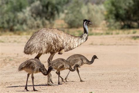 Emu farming — Defend The Wild