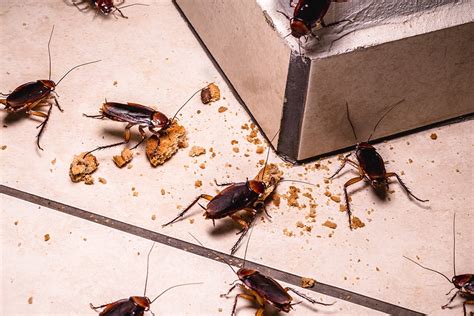 Does One Cockroach Mean an Infestation? | Roach Control