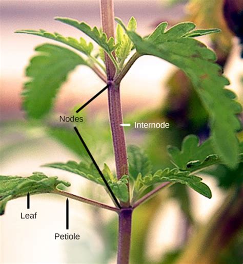 Stems | Biology for Majors II