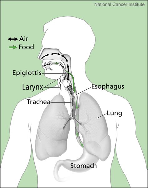 About epiglottis function | General center | SteadyHealth.com