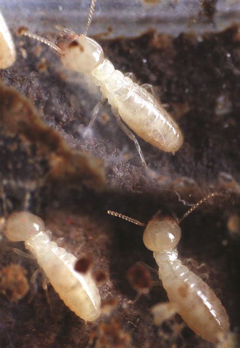 What Do Subterranean Termites Look Like | Images and Photos finder