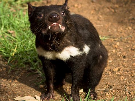 Dangerous Animals In Australia : Naturalist S Guide To Dangerous ...