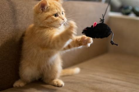 Kitten Caught Playing With Mobile in Baby's Crib Melts Hearts - Newsweek