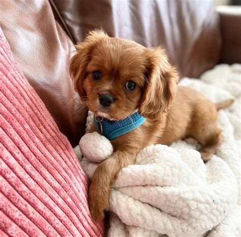 15 Adorable Photos Of Cavalier King Charles Spaniel Puppies With Pure ...