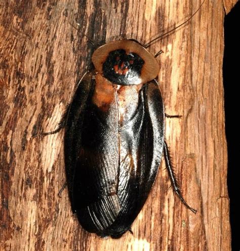 4 Largest Cockroach Species That You Might Want To See - WhatDeWhat