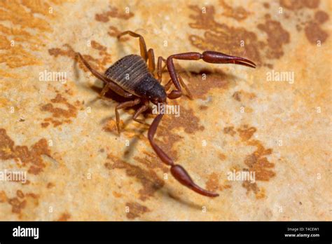 Pseudoscorpion Anatomy