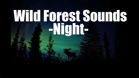 Forest Sounds at Night | Forest sounds, Jungle sounds, Wild animal sounds