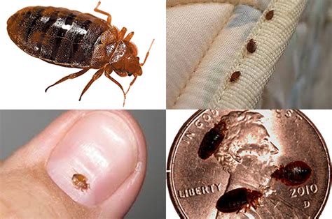 Bed Bug Exterminator South Carolina | Bed Bug control Georgia