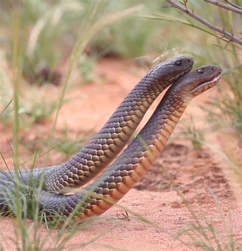 Rare footage of fighting Mulga Snakes recorded at Scotia Wildlife ...