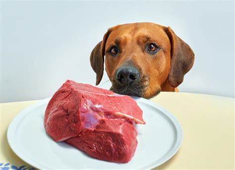 Can Dogs Eat Raw Meat? | PetMD