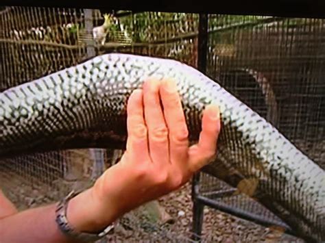 Carpet snake makes a meal of pet cockatoo in cage | Fraser Coast Chronicle