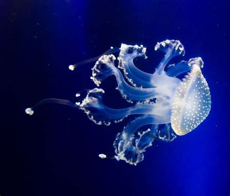 White Spotted, Australian Spotted, or Floating Bell jellyfish Native to ...