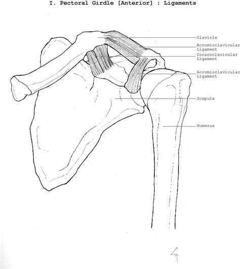 Pectoral Girdle 1 of 2 by havvasweb on DeviantArt