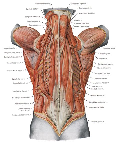 Lower Back Muscles Anatomy