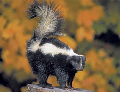 Striped Skunk | Office for Environmental Programs Outreach Services