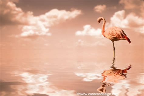 Flamingo Beach Wallpapers - Top Free Flamingo Beach Backgrounds ...