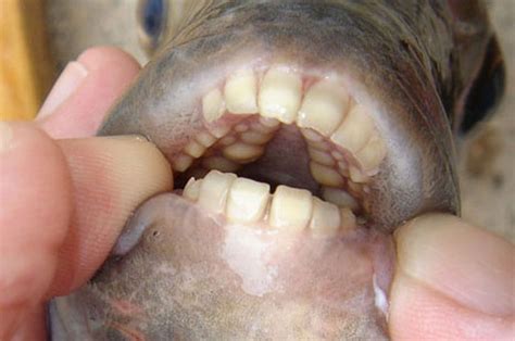 Testicle-eating fish, the Pacu, found in Paris with fears it could be ...