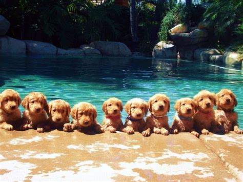 Dog Pool Safety | The Grand Paw