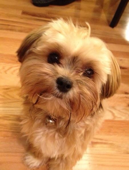 30+ Best Shorkie Haircuts - Teddy Bear Shorkie Haircuts (2024)