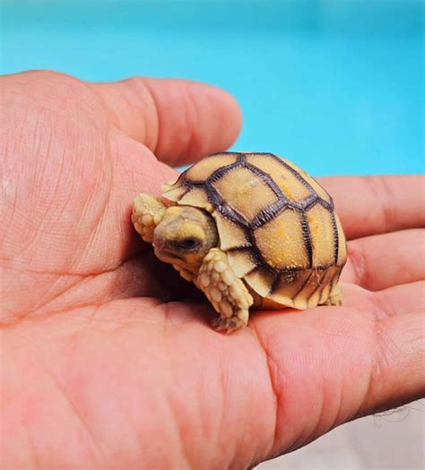 2"-3" Baby Sulcata Tortoise's - Free Shipping only $149.99