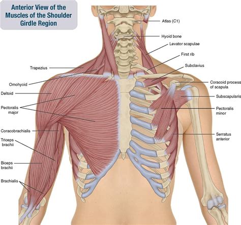 6. Muscles of the Shoulder Girdle and Arm | Musculoskeletal Key