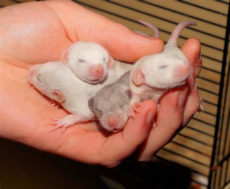 40+ Free Baby Rats & Rat Images - Pixabay