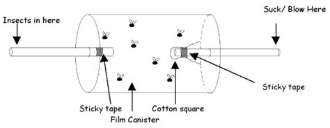 Make a pooter activity for kids - Amateur Entomologists' Society (AES)