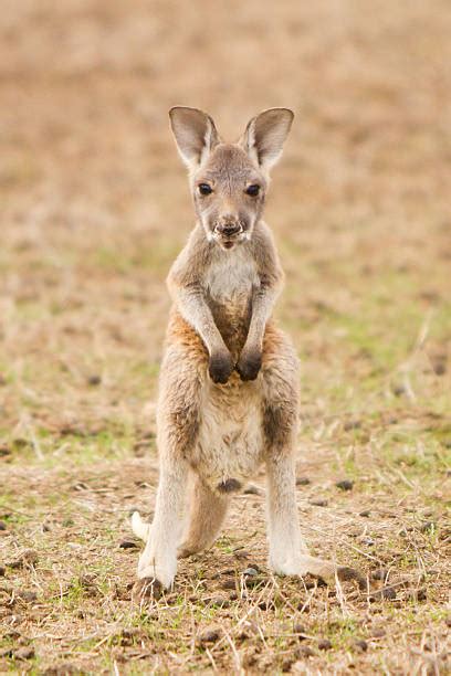 Kangaroo Joey Newborn