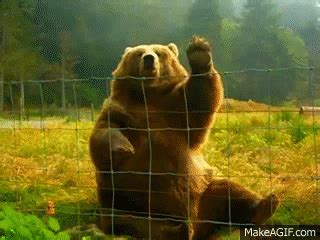 Kodiak Bear Waving on Make a GIF