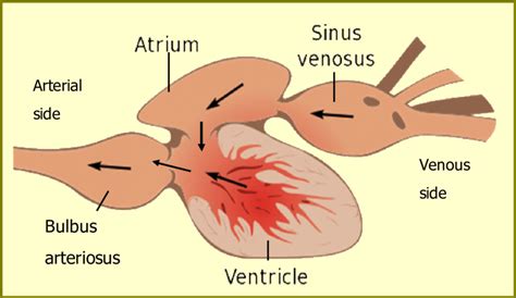 [Solved] Who among the following has valveless heart?