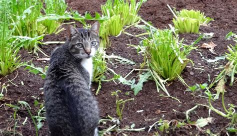 5 Ways to Keep Cats Out of Your Garden - Hobby Farms