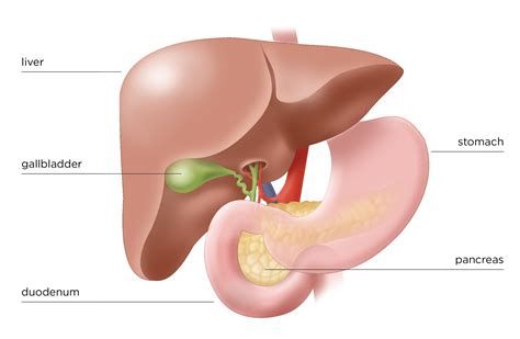 Pancreas Gland Function