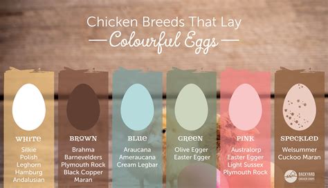 Egg Color Chart By Breed