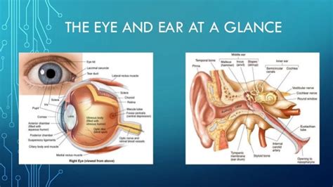 Anatomy Of The Eye And Ear - Anatomy Reading Source