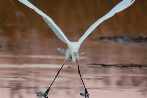 Walks with Wardens – World Wetlands Day at RSPB Ham Wall - Avalon Marshes