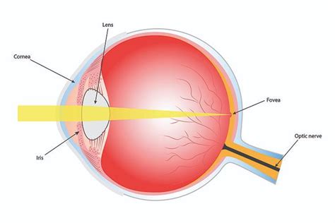 Eye Movements 101: Fixation, Pointing your eyes, Central & Peripheral