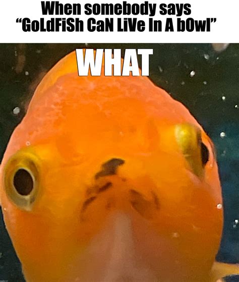 goldfish Memes & GIFs - Imgflip