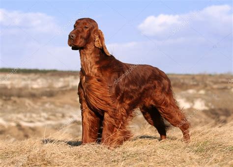 Beautiful Irish Setter Stock Photo by ©Elegant01 39959069