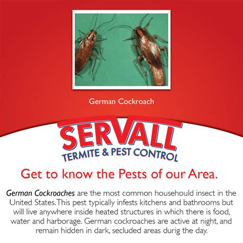 Servall Pest Control: German Cockroach Pest Control