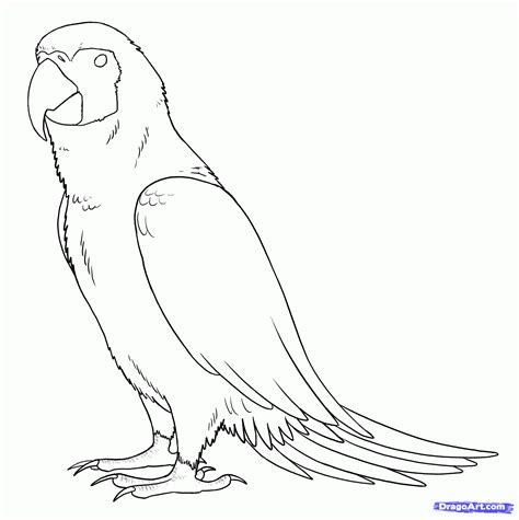 Simple Parrot Drawing at GetDrawings | Free download