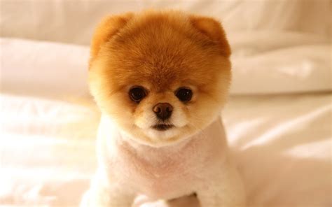 Pomeranian dog / 1920 x 1200 / Animals / Photography | MIRIADNA.COM