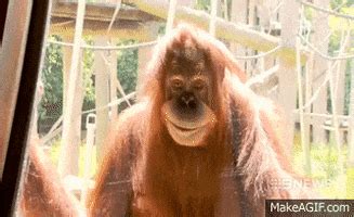 Orangutan GIF - Find & Share on GIPHY