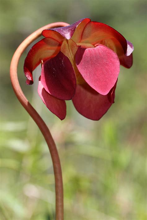 Pitcher Plant Flower