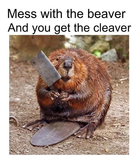 Mess with the beaver | Funny animals, Beaver, Funny